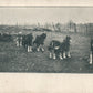 ELI SMITH LEAVES WASHINGTON DC for NYC w/ TEAM of WOLVES & DOGS ANTIQUE POSTCARD