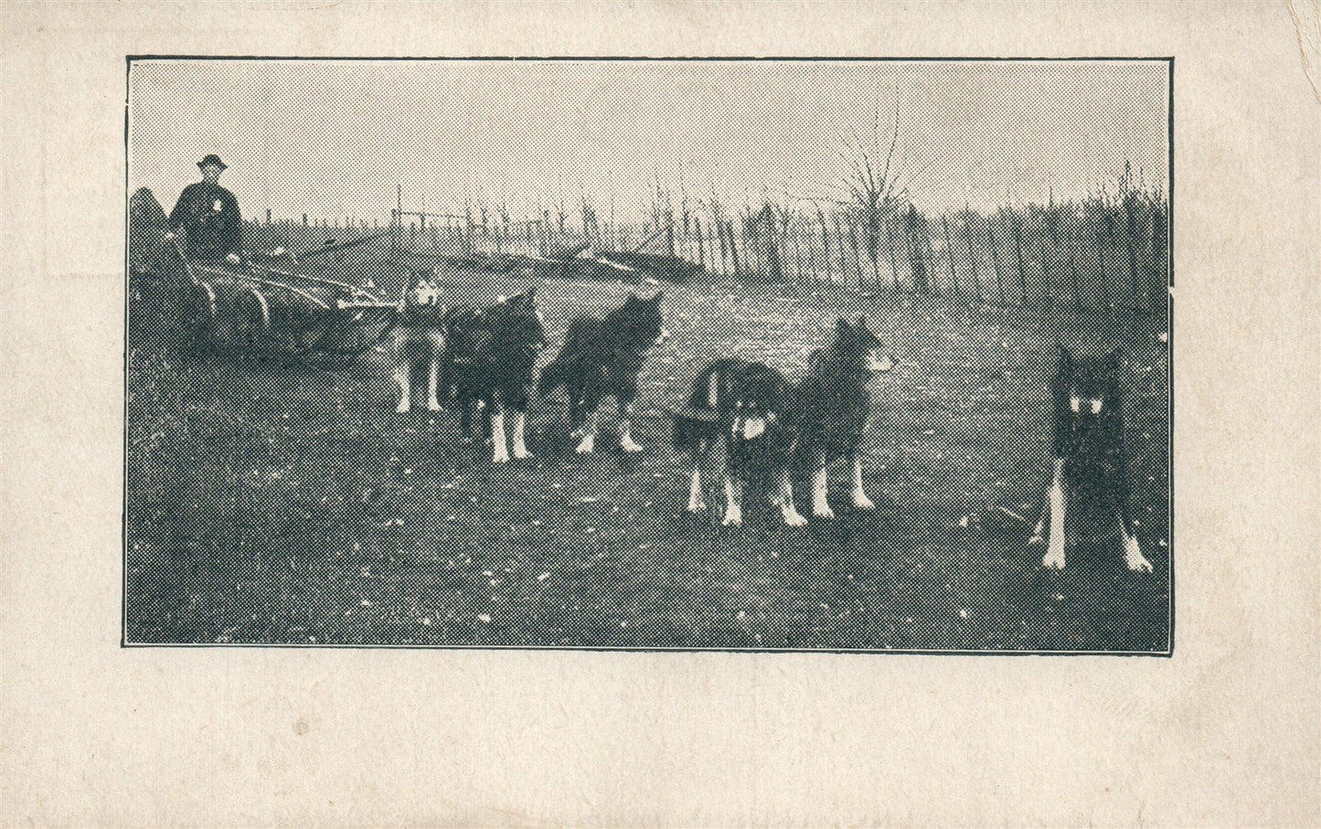 ELI SMITH LEAVES WASHINGTON DC for NYC w/ TEAM of WOLVES & DOGS ANTIQUE POSTCARD