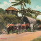 HUMACAO PR BUFFALO CARTS PORTO RICAN VIEWS ANTIQUE POSTCARD