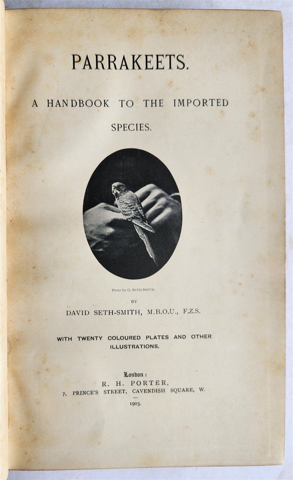 1903 PARRAKEETS Handbook to the Imported Species ANTIQUE ILLUSTRATED parrots