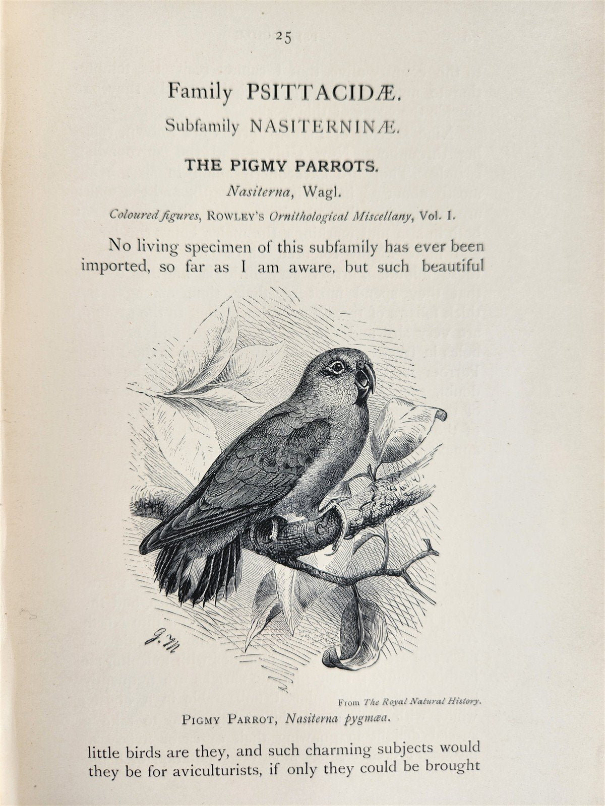 1903 PARRAKEETS Handbook to the Imported Species ANTIQUE ILLUSTRATED parrots