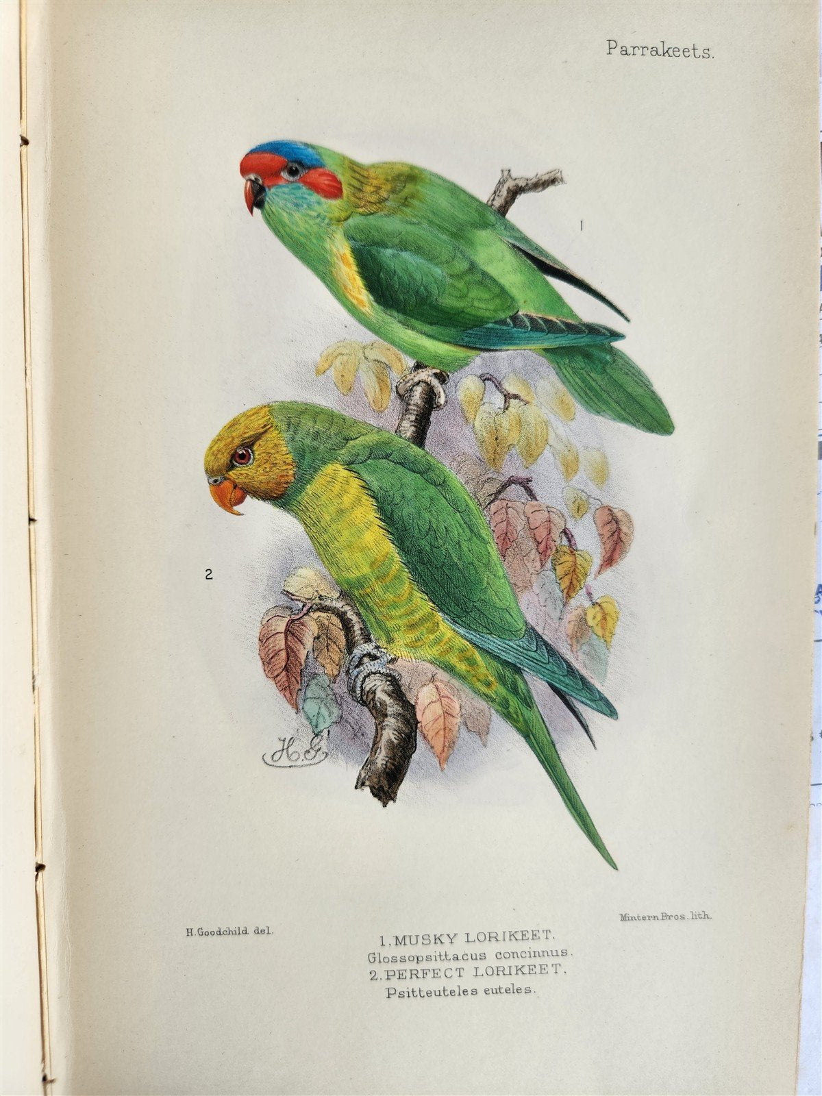 1903 PARRAKEETS Handbook to the Imported Species ANTIQUE ILLUSTRATED parrots