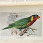1903 PARRAKEETS Handbook to the Imported Species ANTIQUE ILLUSTRATED parrots