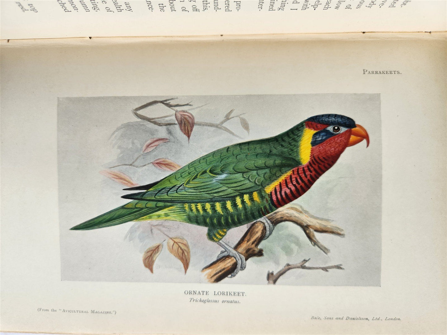 1903 PARRAKEETS Handbook to the Imported Species ANTIQUE ILLUSTRATED parrots
