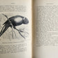 1903 PARRAKEETS Handbook to the Imported Species ANTIQUE ILLUSTRATED parrots