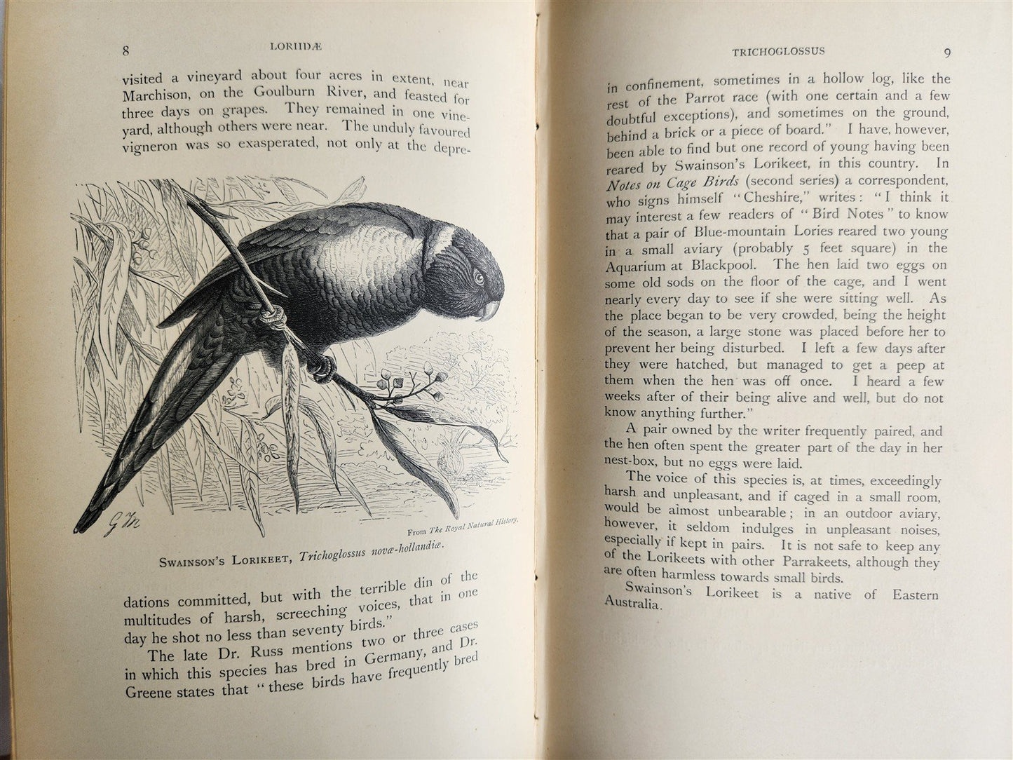 1903 PARRAKEETS Handbook to the Imported Species ANTIQUE ILLUSTRATED parrots