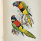 1903 PARRAKEETS Handbook to the Imported Species ANTIQUE ILLUSTRATED parrots