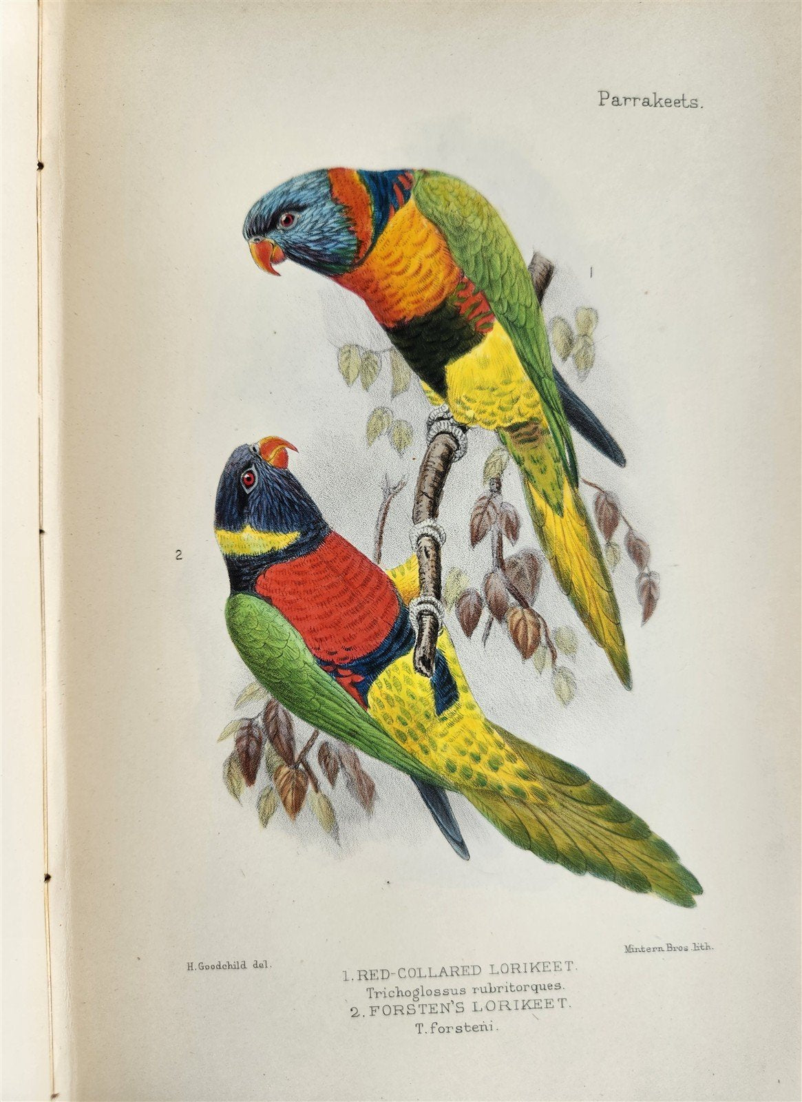 1903 PARRAKEETS Handbook to the Imported Species ANTIQUE ILLUSTRATED parrots