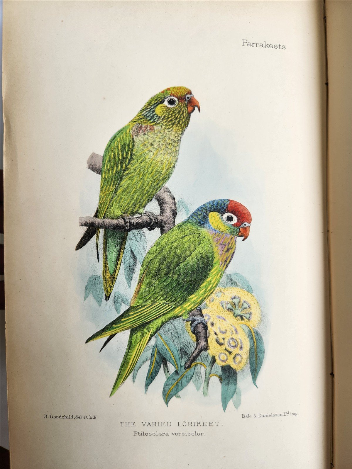 1903 PARRAKEETS Handbook to the Imported Species ANTIQUE ILLUSTRATED parrots