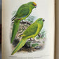 1903 PARRAKEETS Handbook to the Imported Species ANTIQUE ILLUSTRATED parrots