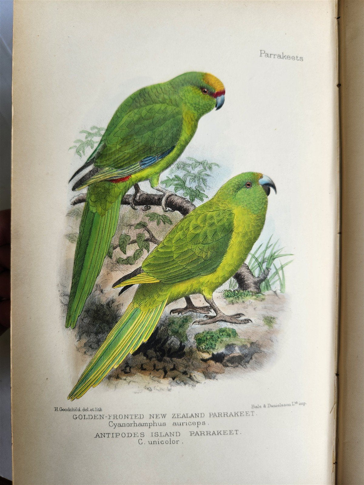 1903 PARRAKEETS Handbook to the Imported Species ANTIQUE ILLUSTRATED parrots