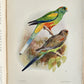 1903 PARRAKEETS Handbook to the Imported Species ANTIQUE ILLUSTRATED parrots