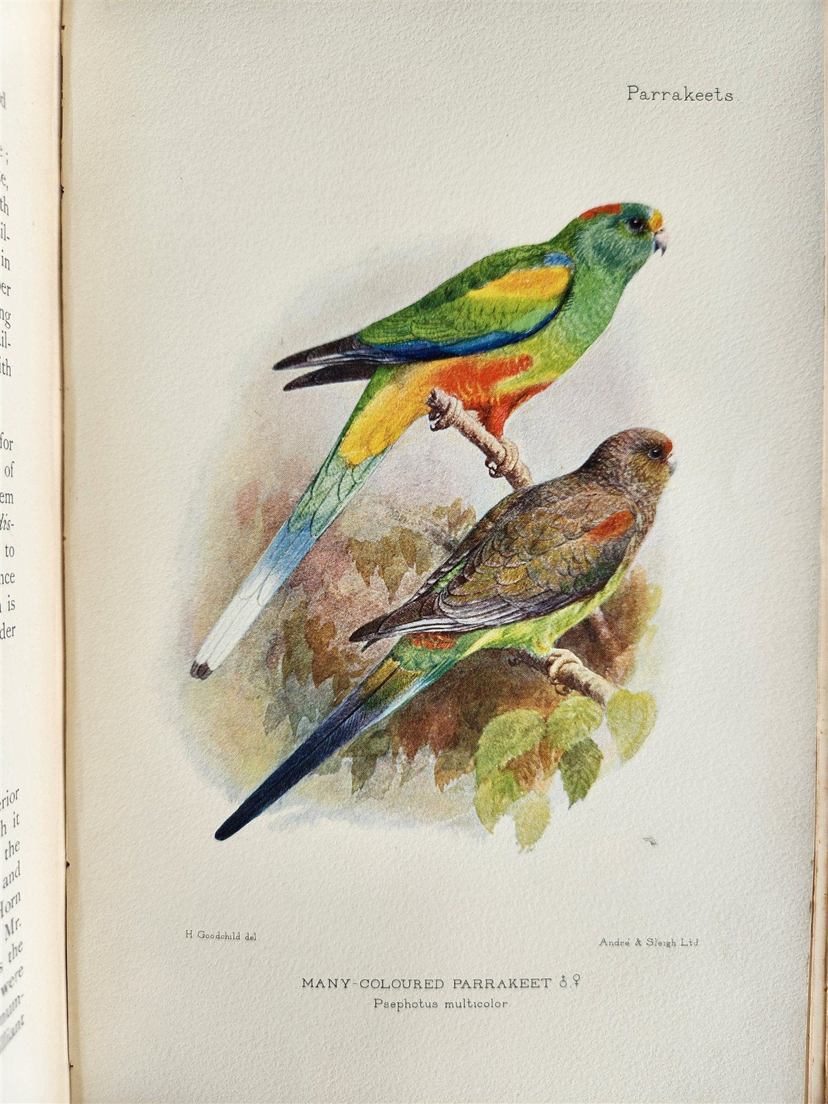 1903 PARRAKEETS Handbook to the Imported Species ANTIQUE ILLUSTRATED parrots