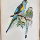 1903 PARRAKEETS Handbook to the Imported Species ANTIQUE ILLUSTRATED parrots