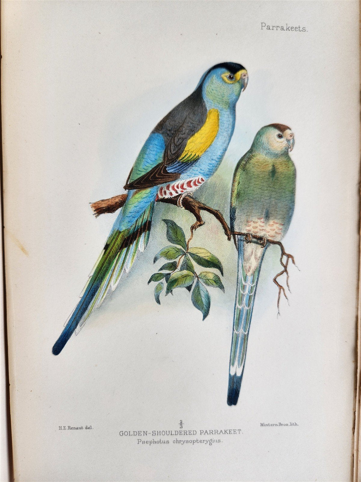1903 PARRAKEETS Handbook to the Imported Species ANTIQUE ILLUSTRATED parrots
