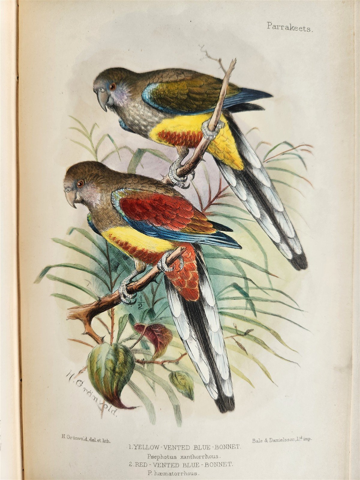 1903 PARRAKEETS Handbook to the Imported Species ANTIQUE ILLUSTRATED parrots