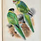 1903 PARRAKEETS Handbook to the Imported Species ANTIQUE ILLUSTRATED parrots