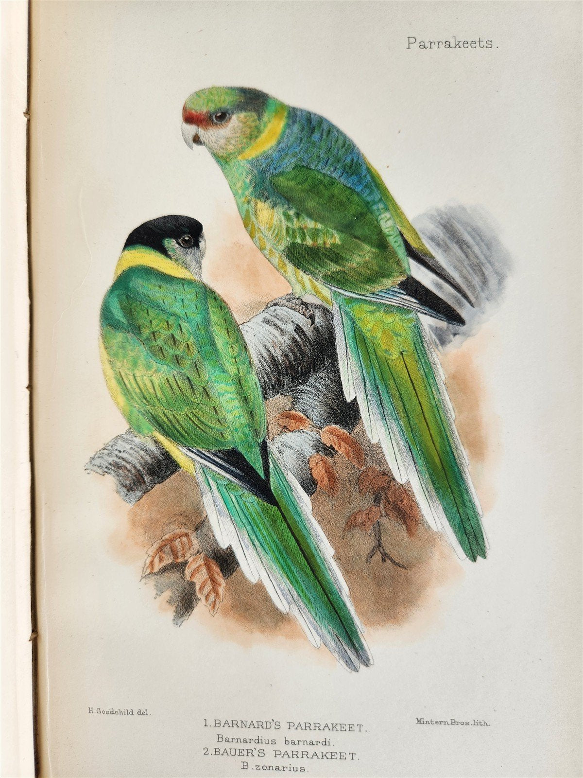 1903 PARRAKEETS Handbook to the Imported Species ANTIQUE ILLUSTRATED parrots