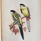 1903 PARRAKEETS Handbook to the Imported Species ANTIQUE ILLUSTRATED parrots