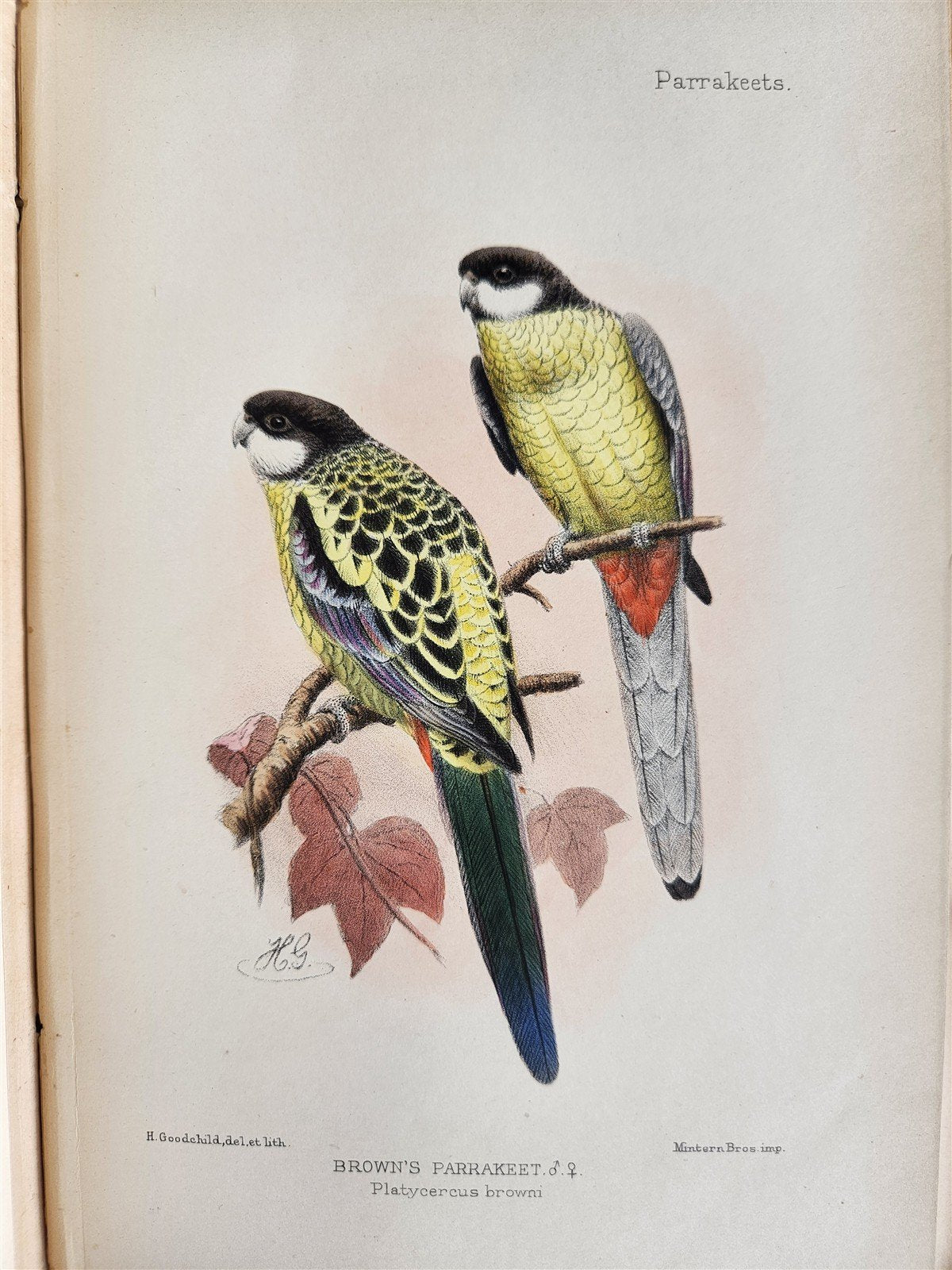 1903 PARRAKEETS Handbook to the Imported Species ANTIQUE ILLUSTRATED parrots