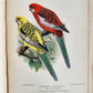 1903 PARRAKEETS Handbook to the Imported Species ANTIQUE ILLUSTRATED parrots