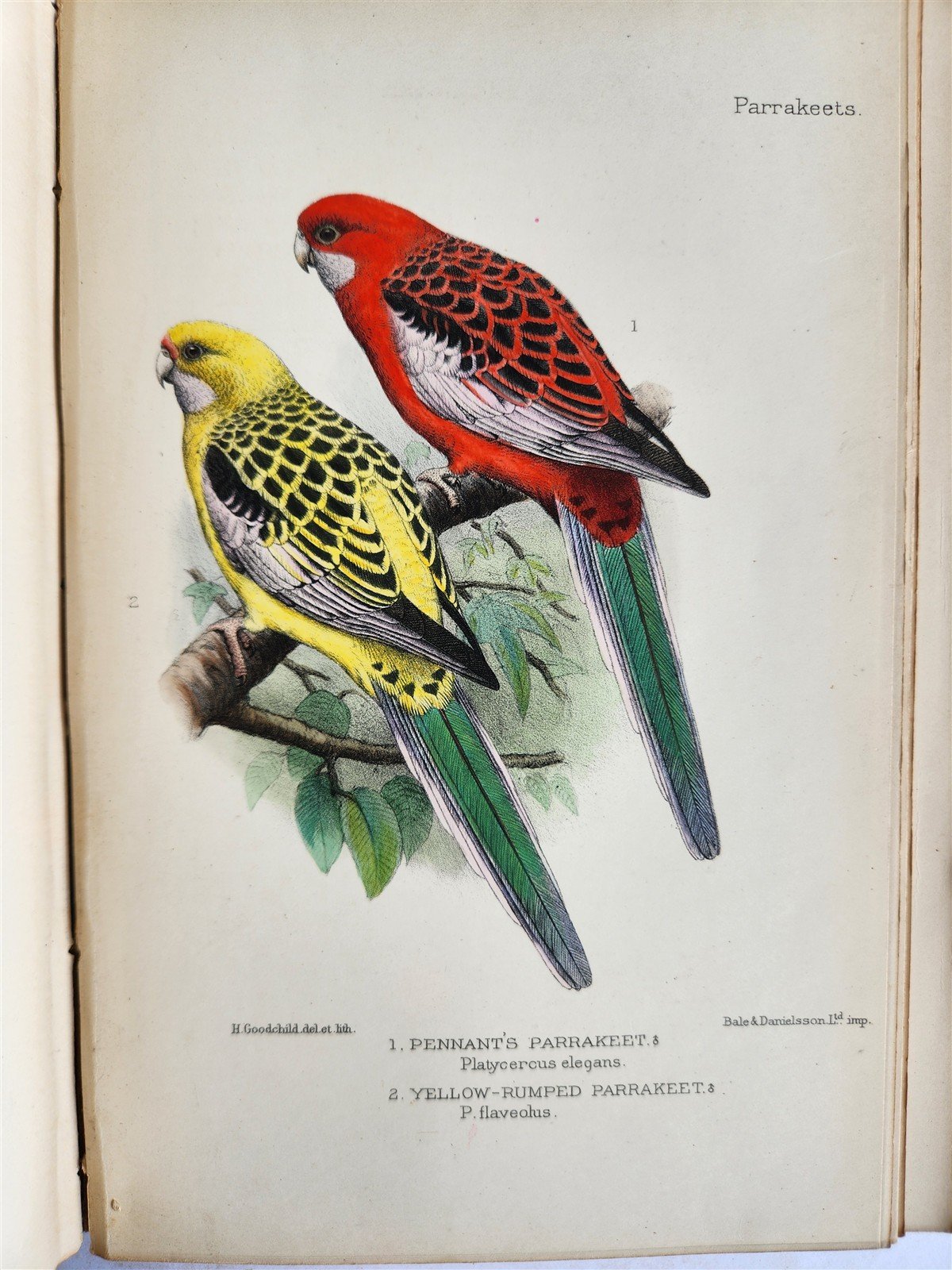 1903 PARRAKEETS Handbook to the Imported Species ANTIQUE ILLUSTRATED parrots