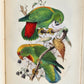 1903 PARRAKEETS Handbook to the Imported Species ANTIQUE ILLUSTRATED parrots