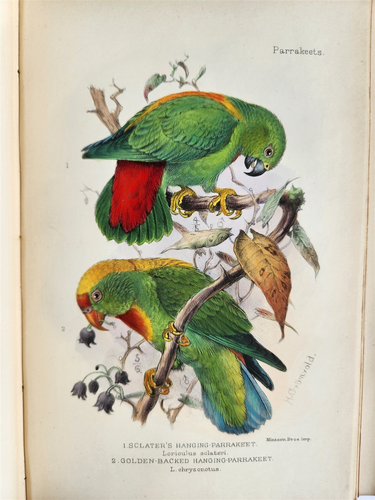 1903 PARRAKEETS Handbook to the Imported Species ANTIQUE ILLUSTRATED parrots