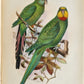 1903 PARRAKEETS Handbook to the Imported Species ANTIQUE ILLUSTRATED parrots