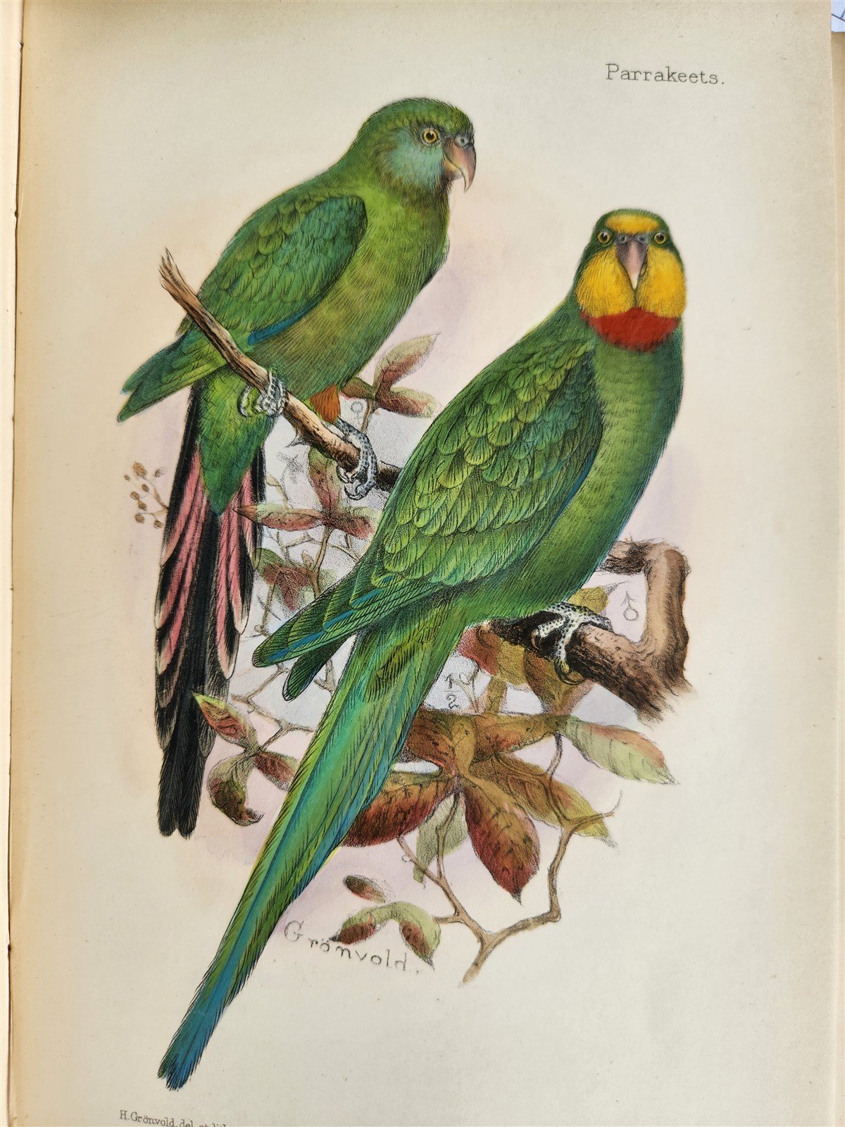 1903 PARRAKEETS Handbook to the Imported Species ANTIQUE ILLUSTRATED parrots