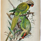 1903 PARRAKEETS Handbook to the Imported Species ANTIQUE ILLUSTRATED parrots