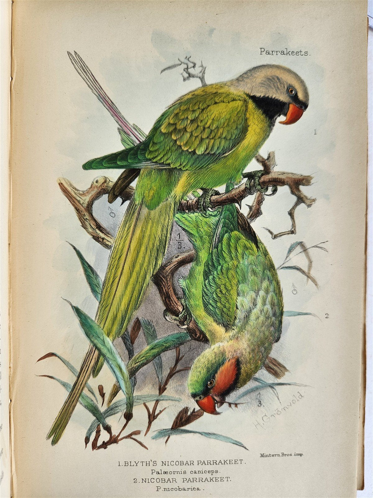 1903 PARRAKEETS Handbook to the Imported Species ANTIQUE ILLUSTRATED parrots