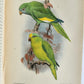 1903 PARRAKEETS Handbook to the Imported Species ANTIQUE ILLUSTRATED parrots