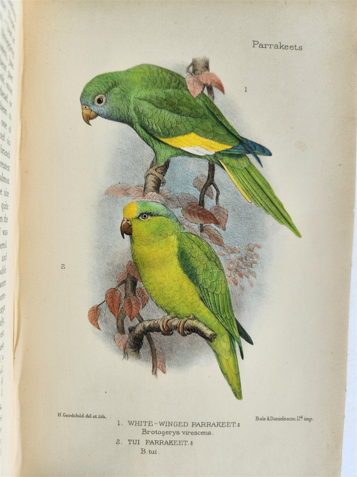 1903 PARRAKEETS Handbook to the Imported Species ANTIQUE ILLUSTRATED parrots
