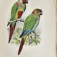 1903 PARRAKEETS Handbook to the Imported Species ANTIQUE ILLUSTRATED parrots