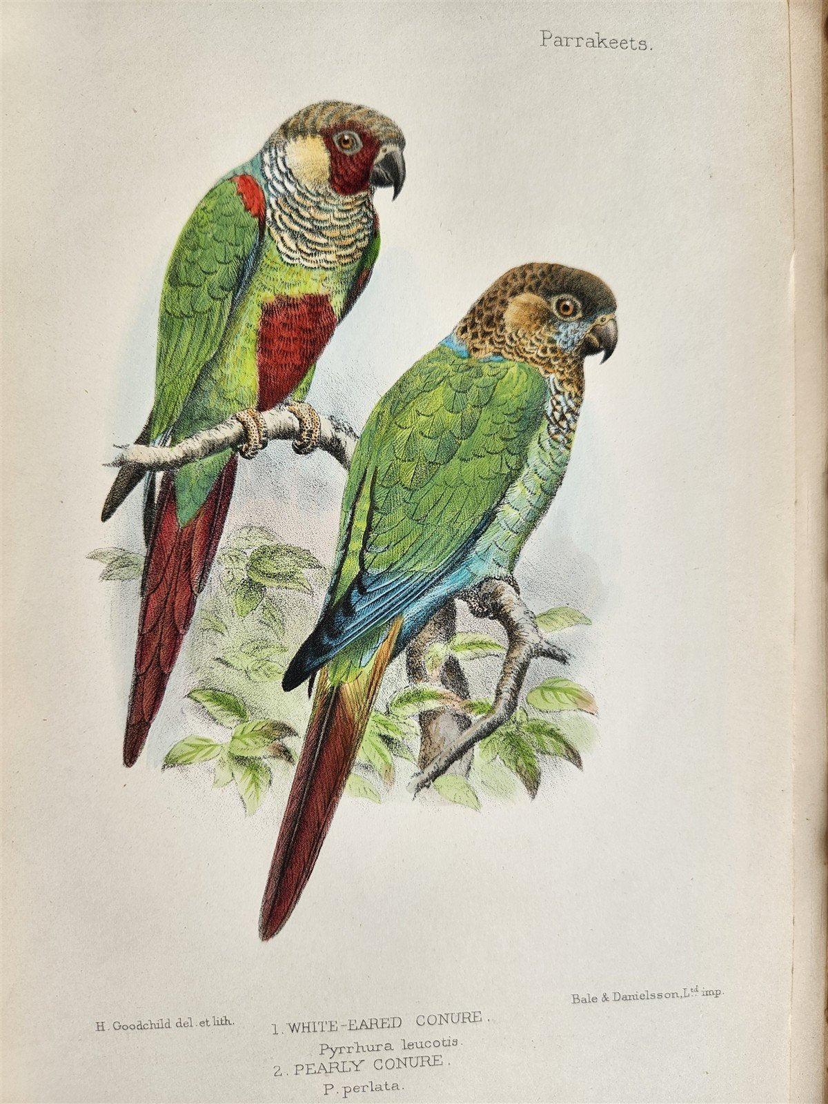 1903 PARRAKEETS Handbook to the Imported Species ANTIQUE ILLUSTRATED parrots