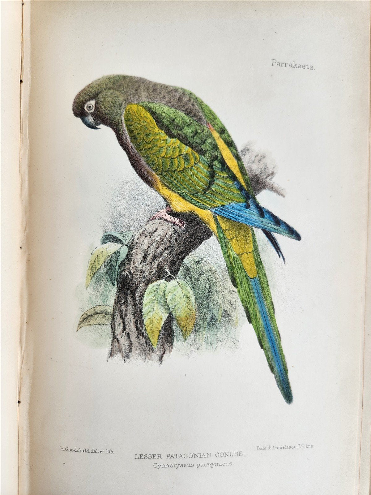 1903 PARRAKEETS Handbook to the Imported Species ANTIQUE ILLUSTRATED parrots