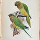 1903 PARRAKEETS Handbook to the Imported Species ANTIQUE ILLUSTRATED parrots