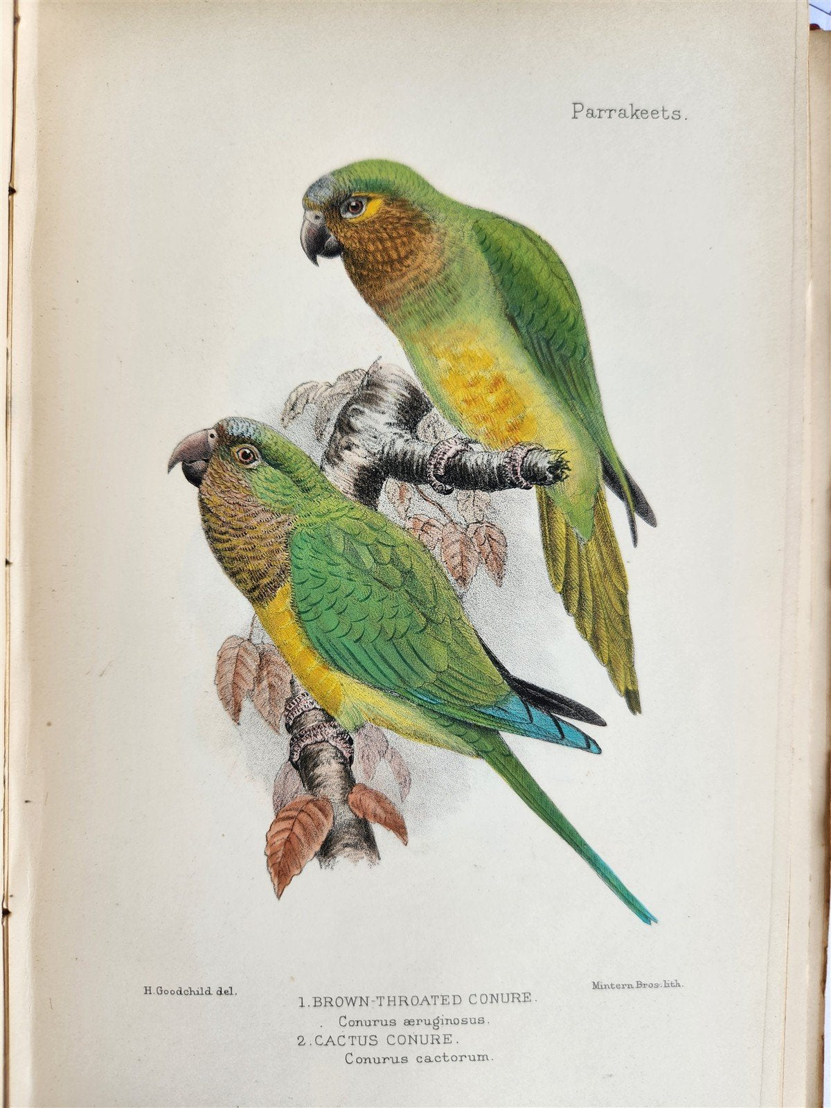 1903 PARRAKEETS Handbook to the Imported Species ANTIQUE ILLUSTRATED parrots