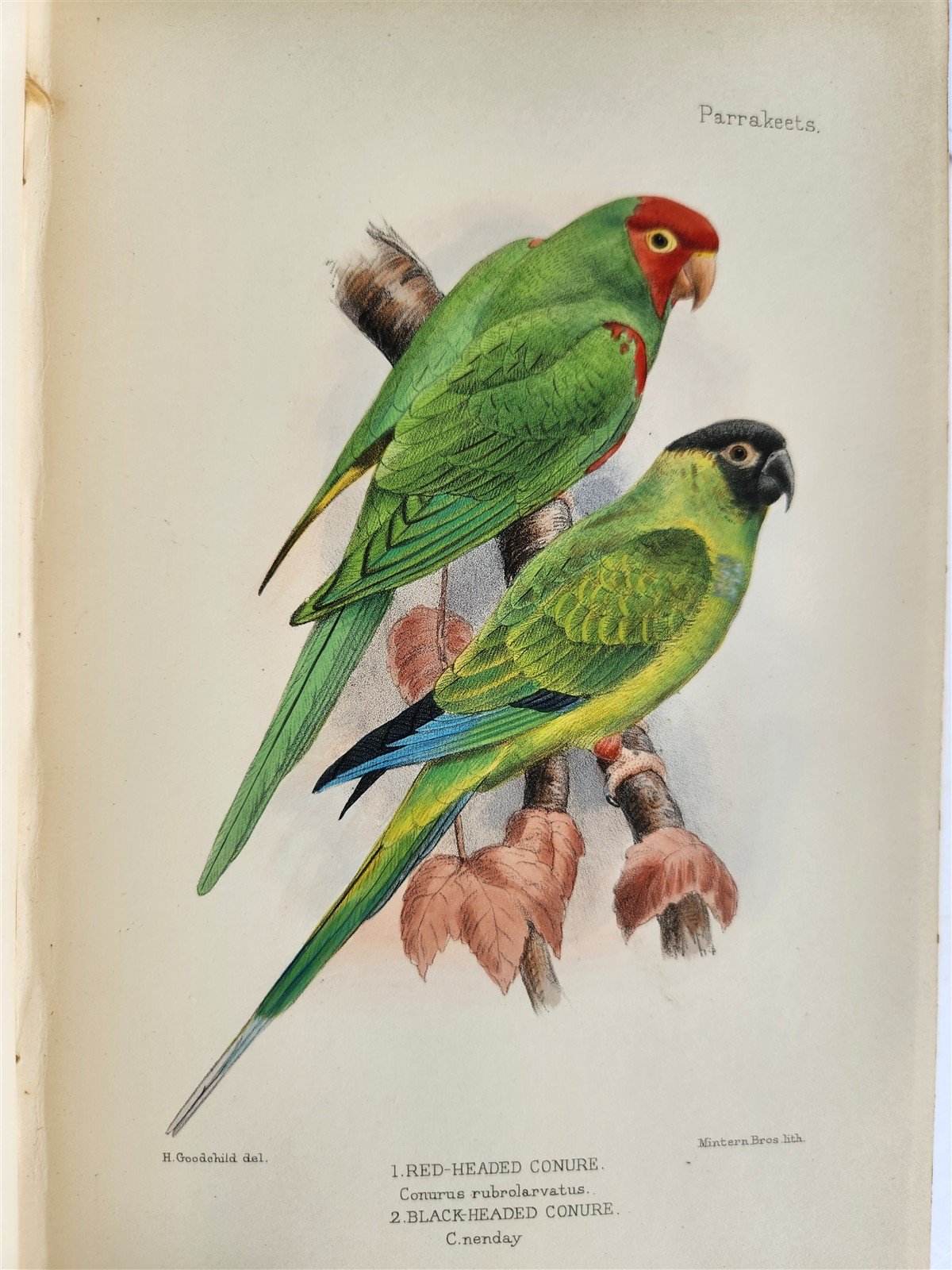 1903 PARRAKEETS Handbook to the Imported Species ANTIQUE ILLUSTRATED parrots