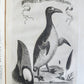 1763 IL GAZZETTIERE AMERICANO antique ILLUSTRATED w/ MAPS & ENGRAVINGS FOLIO