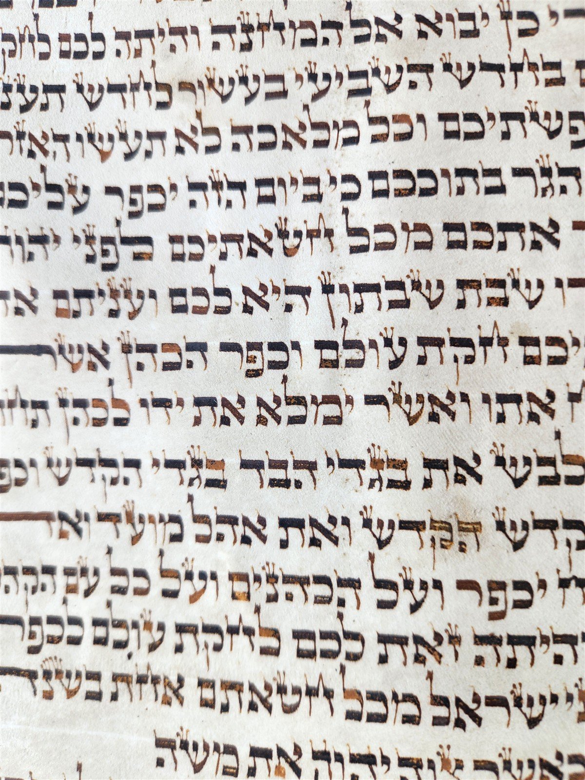 TORAH SCROLL FRAGMENT MANUSCRIPT on VELLUM 19th c. ANTIQUE BIBLE Leviticus 8-27