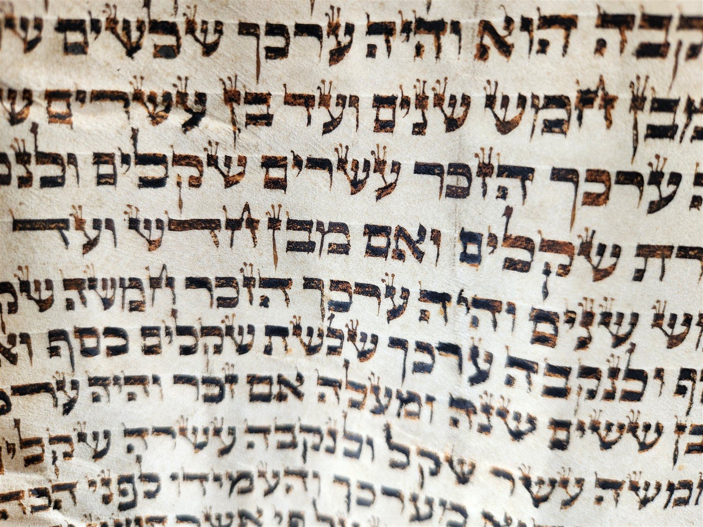 TORAH SCROLL FRAGMENT MANUSCRIPT on VELLUM 19th c. ANTIQUE BIBLE Leviticus 8-27