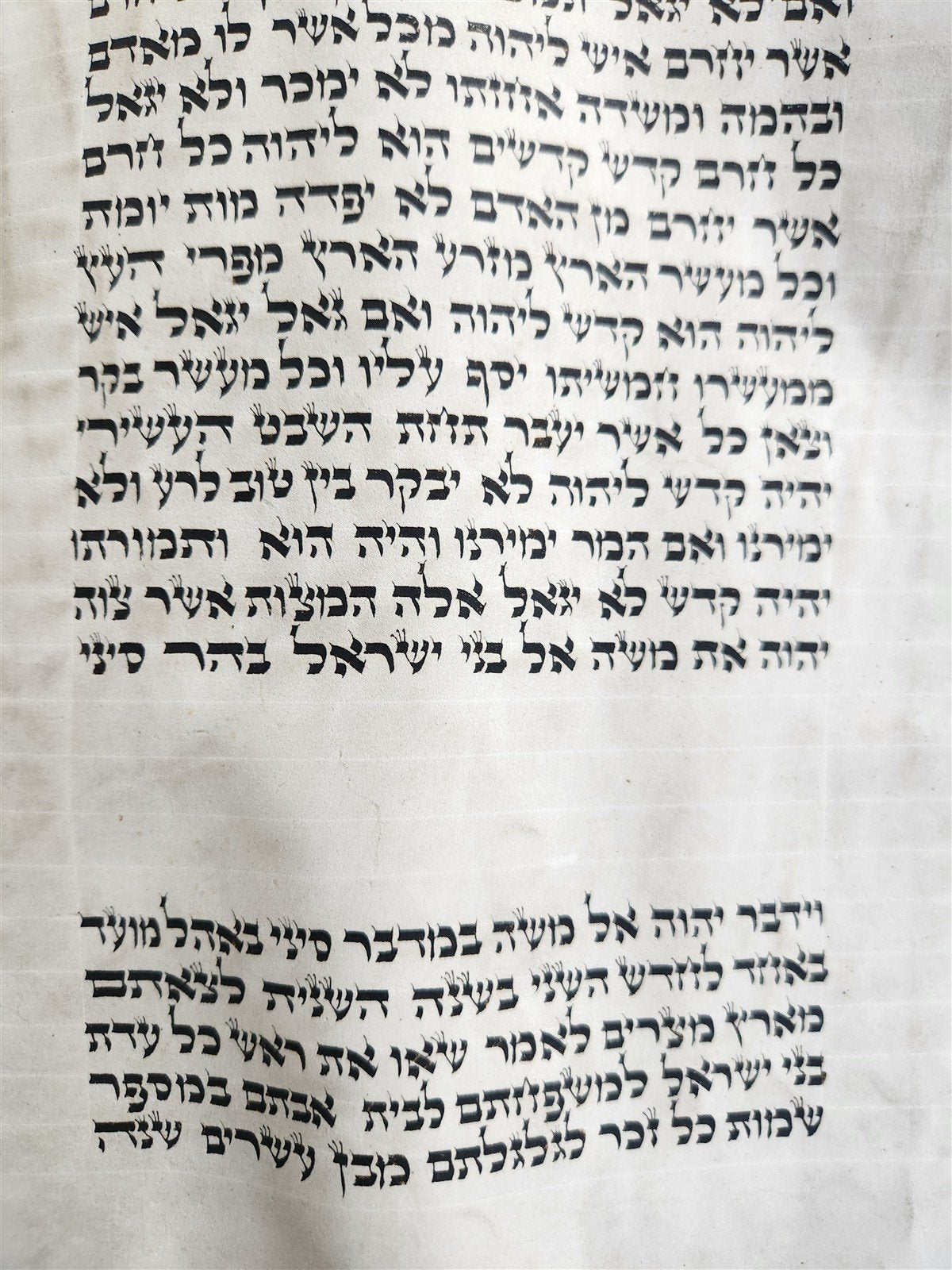 TORAH SCROLL FRAGMENT MANUSCRIPT on VELLUM 19th century ANTIQUE BIBLE LEVITICUS
