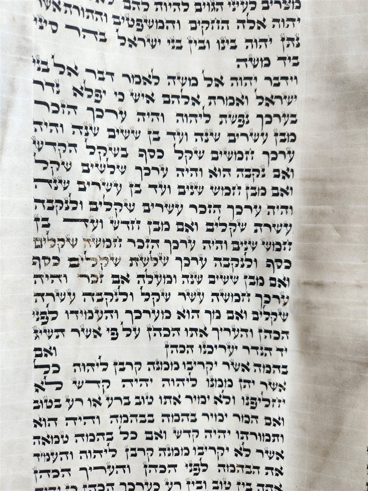 TORAH SCROLL FRAGMENT MANUSCRIPT on VELLUM 19th century ANTIQUE BIBLE LEVITICUS