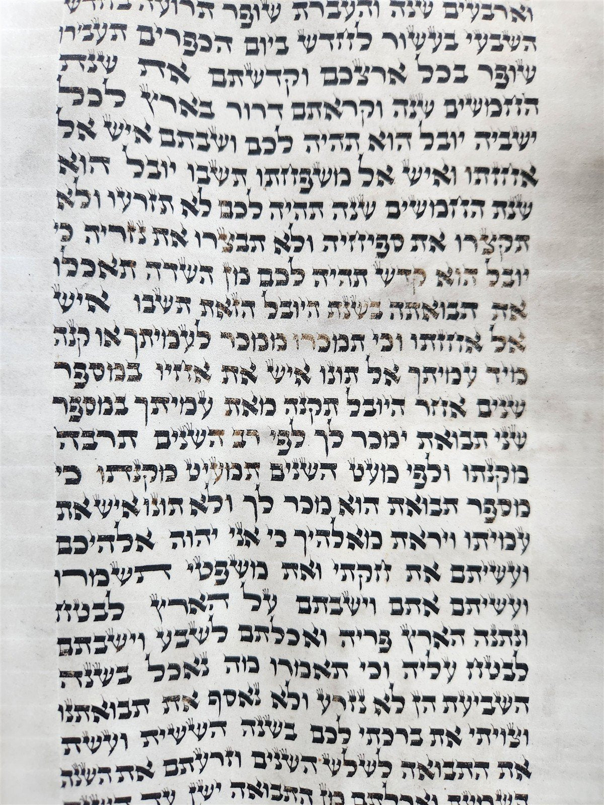 TORAH SCROLL FRAGMENT MANUSCRIPT on VELLUM 19th century ANTIQUE BIBLE LEVITICUS