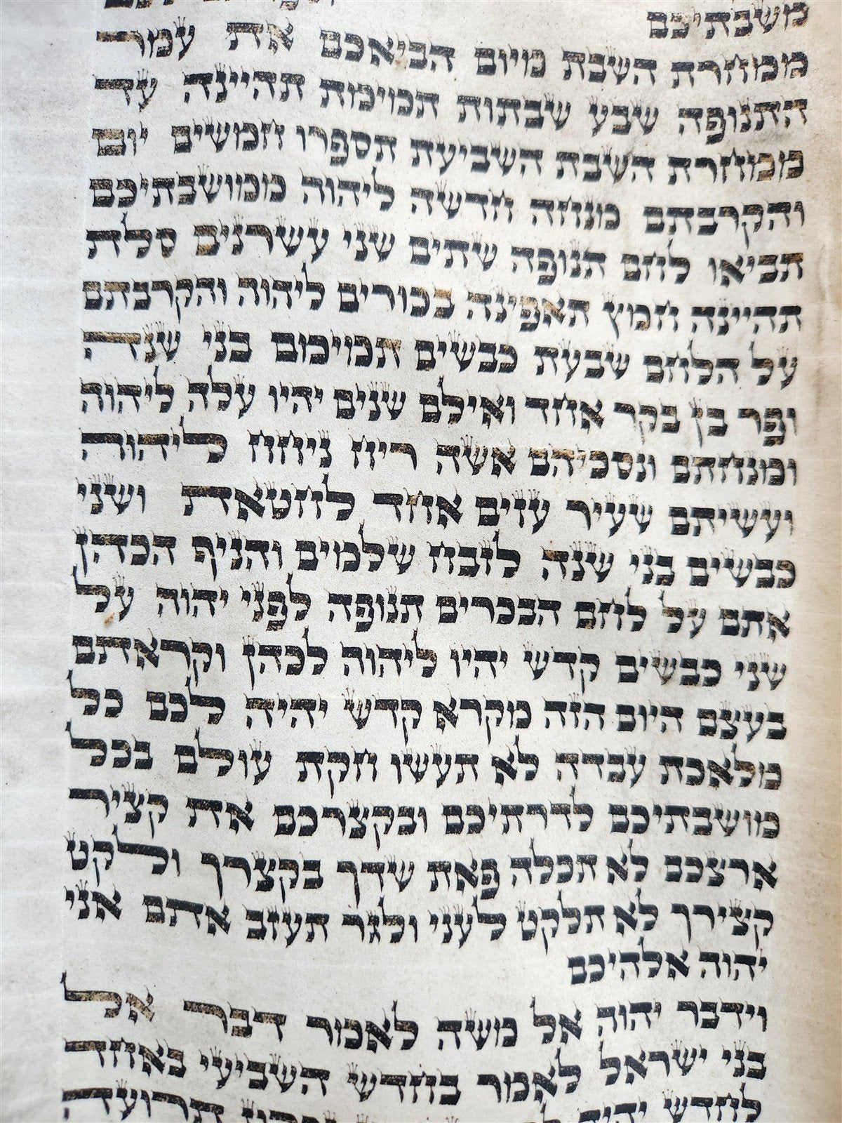 TORAH SCROLL FRAGMENT MANUSCRIPT on VELLUM 19th century ANTIQUE BIBLE LEVITICUS