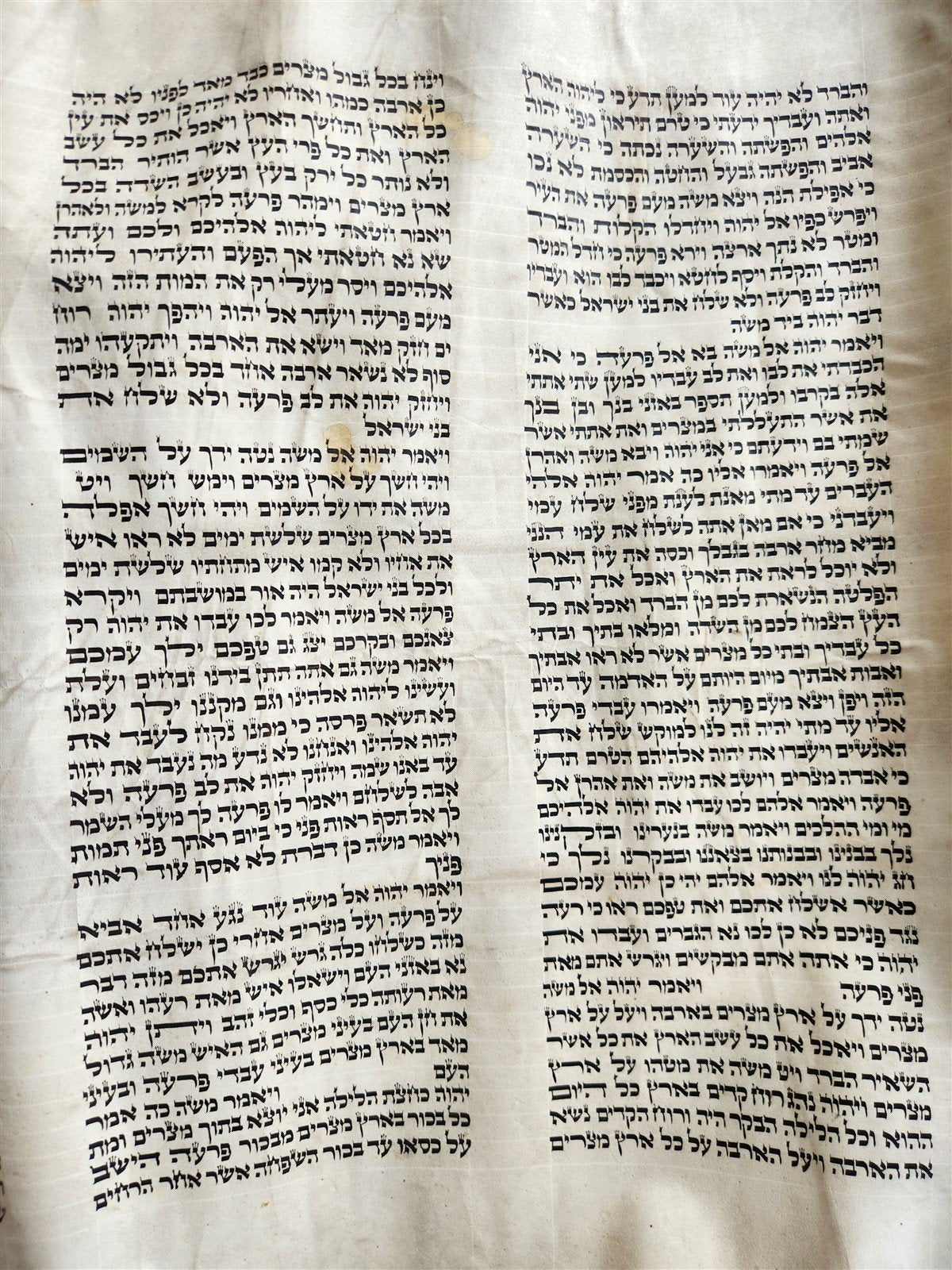 TORAH SCROLL FRAGMENT MANUSCRIPT on VELLUM 19th century ANTIQUE BIBLE EXODUS 12