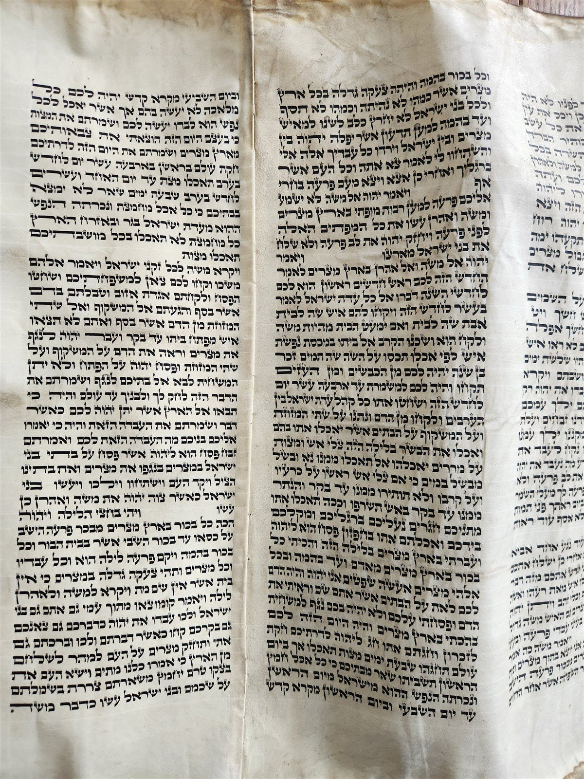 TORAH SCROLL FRAGMENT MANUSCRIPT on VELLUM 19th century ANTIQUE BIBLE EXODUS 12