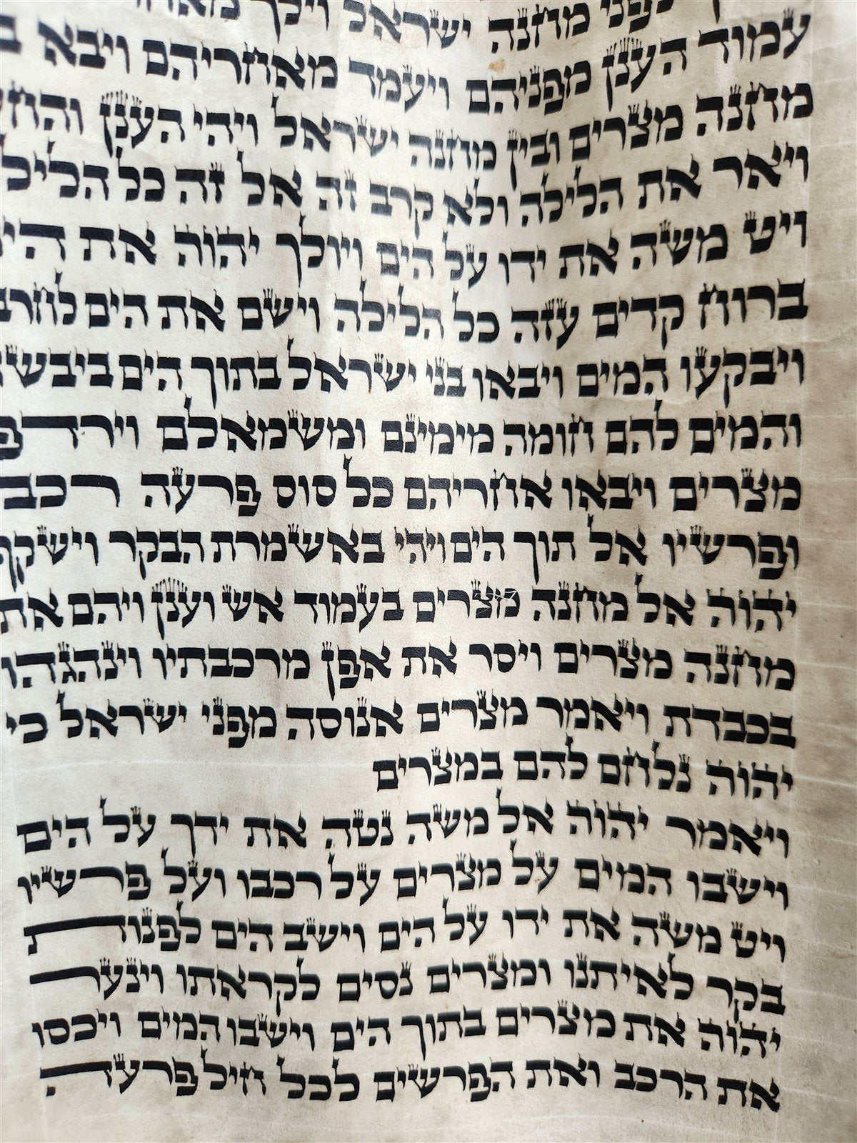 TORAH SCROLL FRAGMENT MANUSCRIPT on VELLUM 19th century ANTIQUE BIBLE EXODUS 12